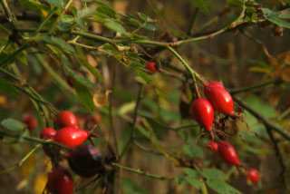 Rosa columnifera (=R.henkeri-schulzei Wissemann) Schijnegelantier (Egelantiergroep) bestellen